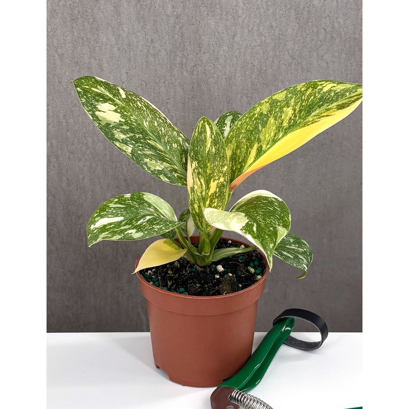Philodendron Green Congo Nuclear