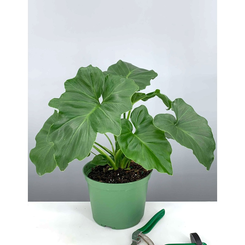 Philodendron Hope|6″ Pot
