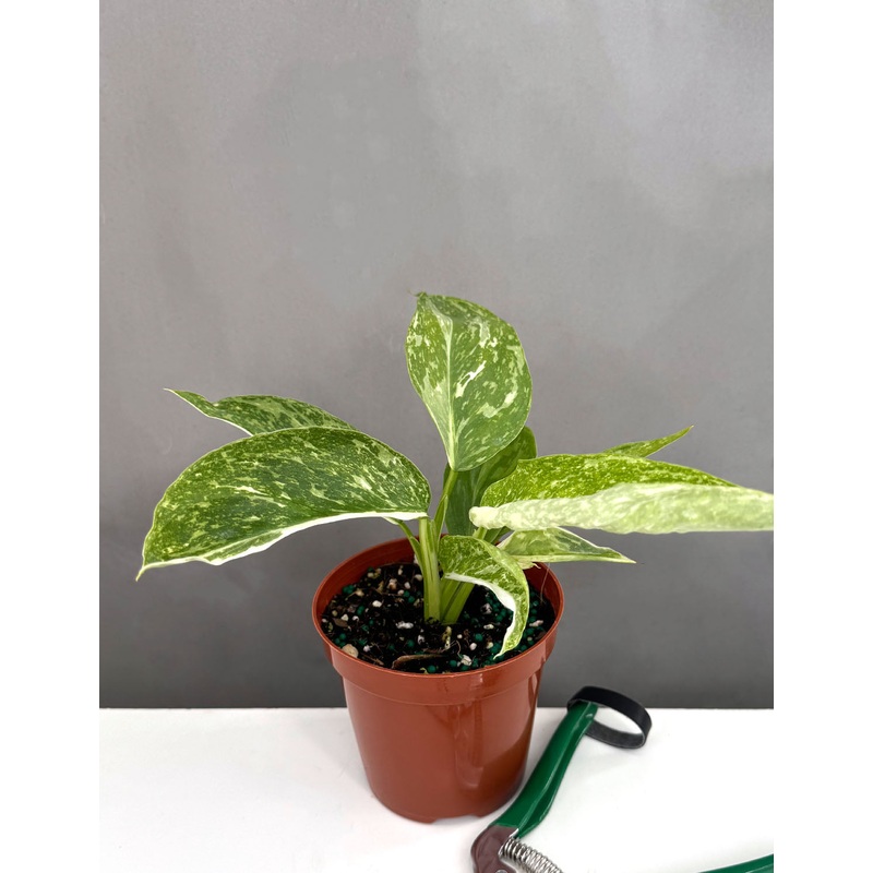 Philodendron Jose Buono|4″ Pot