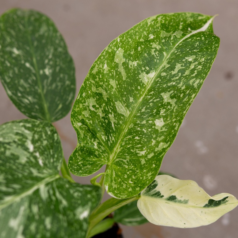 Philodendron Jose Buono – pot size 15 cm
