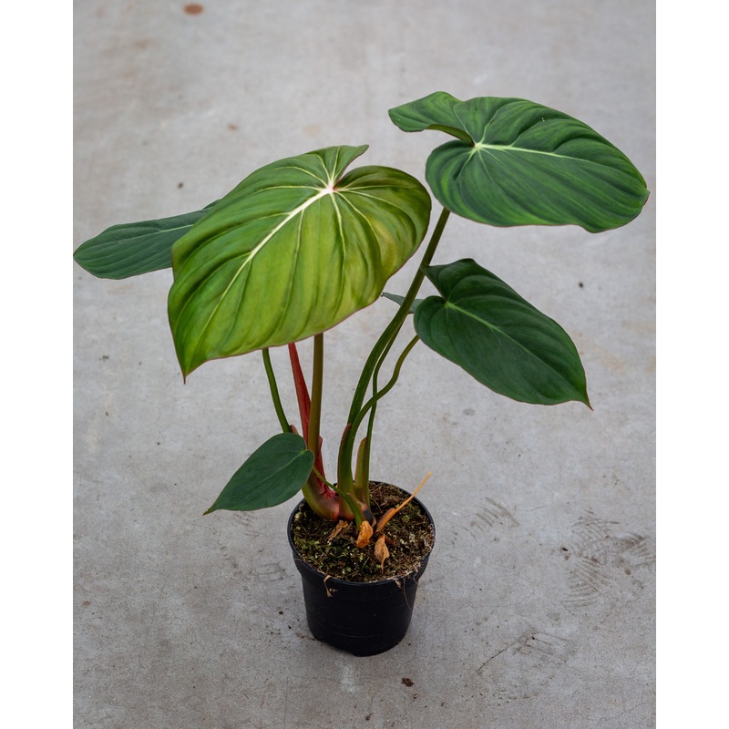 Philodendron McDowell