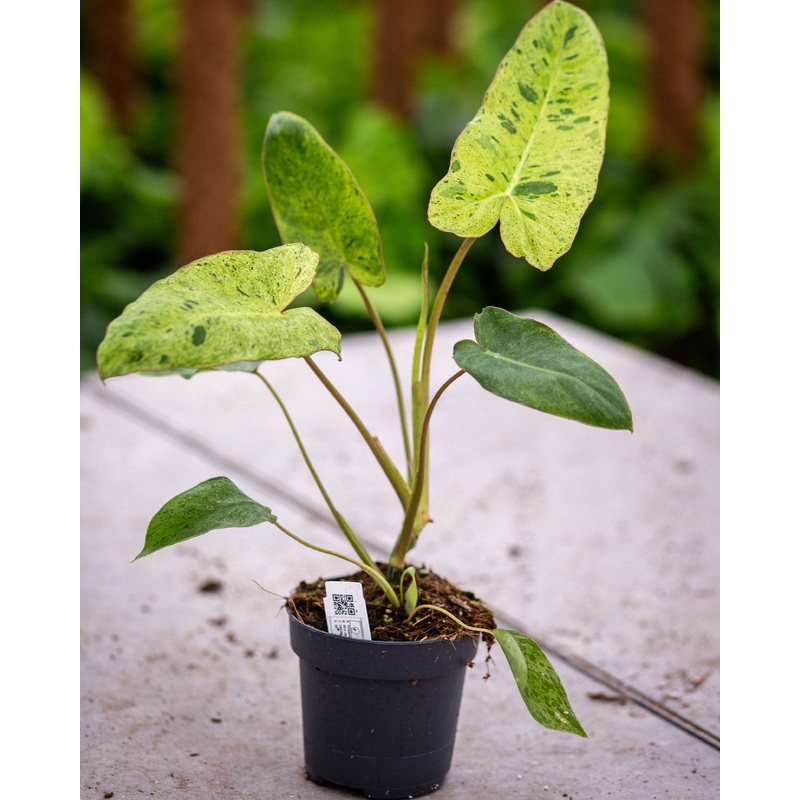 Philodendron Paraiso Verde – pot size 12cm
