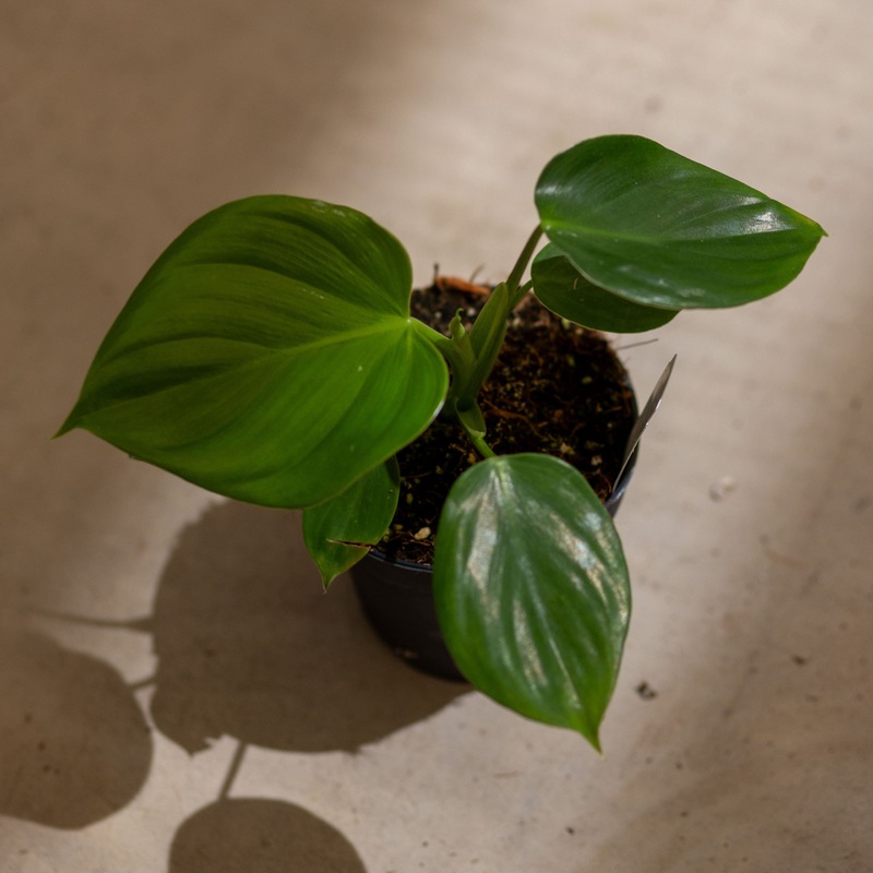 Philodendron Pittieri
