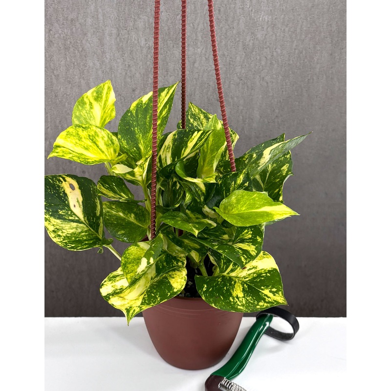 Pothos Churchill Gold|4″ Hanging Basket