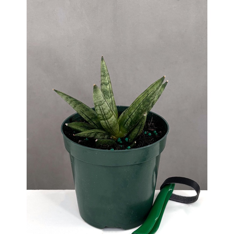 Sansevieria Boncel|4″ Pot