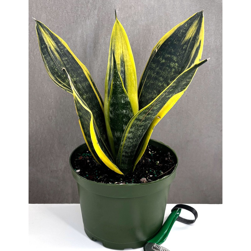 Sansevieria Golden Flame|6″ Pot