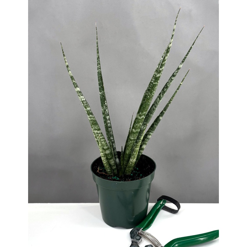 Sansevieria Mikado|4″ Pot