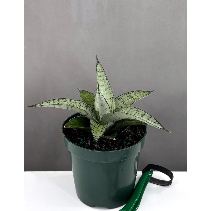 Sansevieria Pagoda Hybrid|4″ Pot