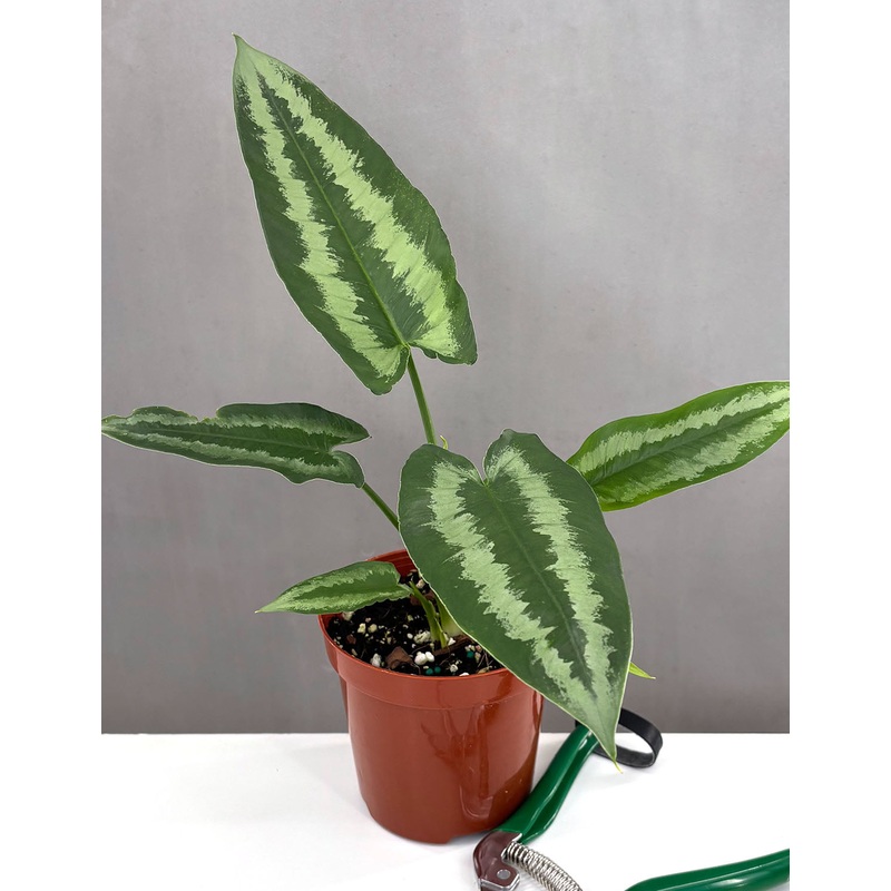 Schismatoglottis Wallichii Green Shield