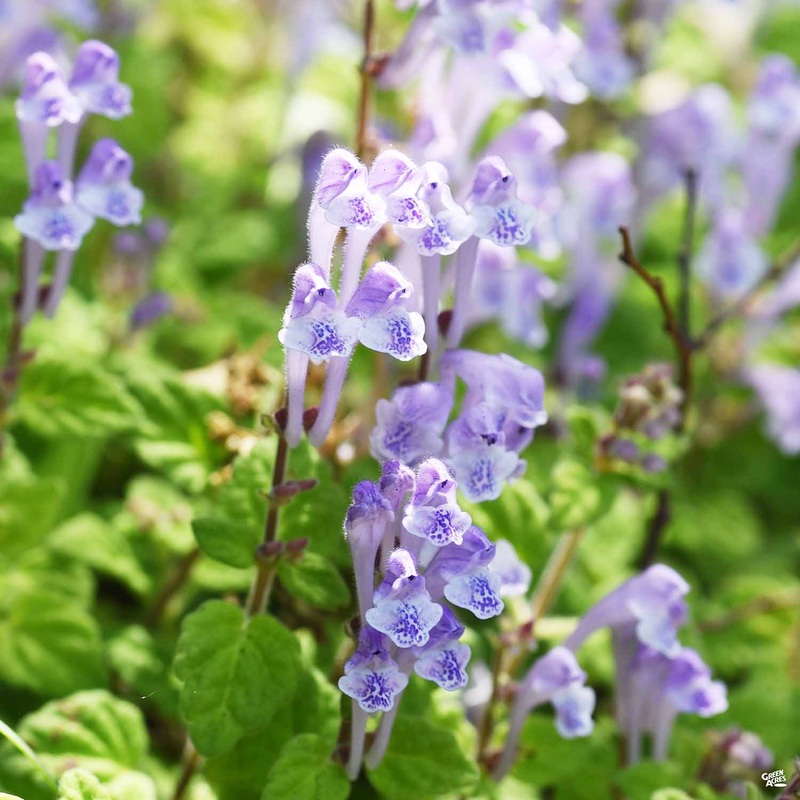 Skullcap|1 gal[v::tx]