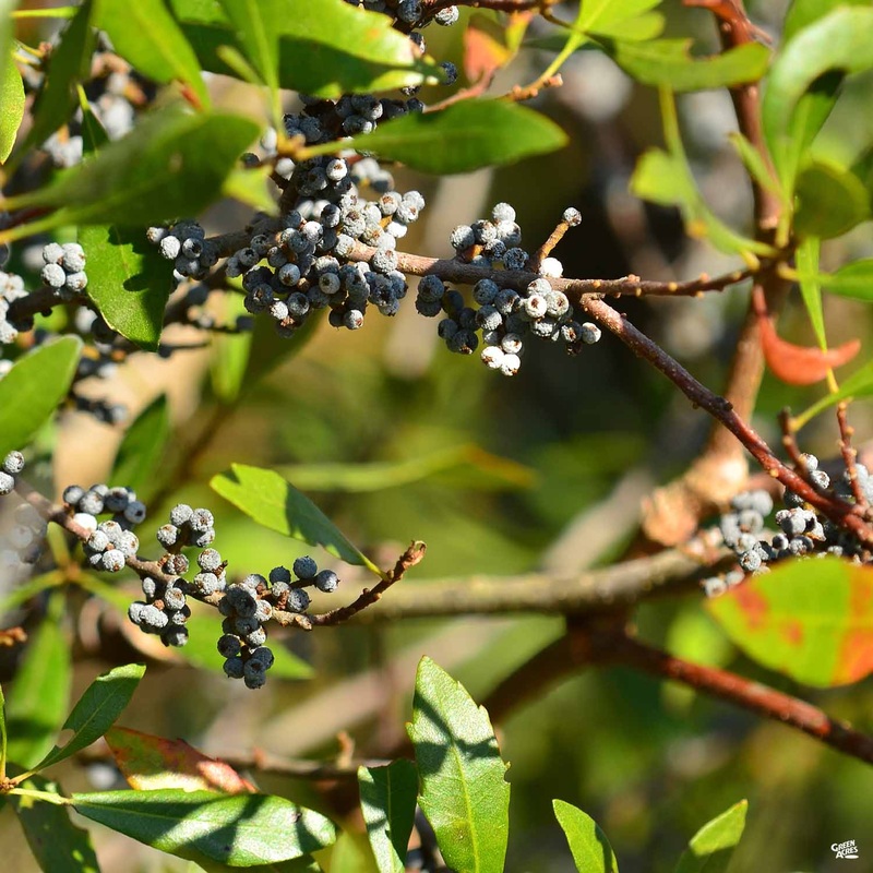 Southern Wax Myrtle|3 gal [v::tx]