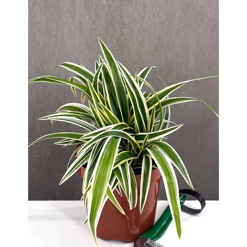 Spider Plant|4″ Pot