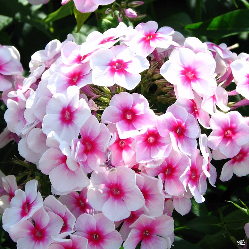 Summer Phlox|1 gal[v::tx]