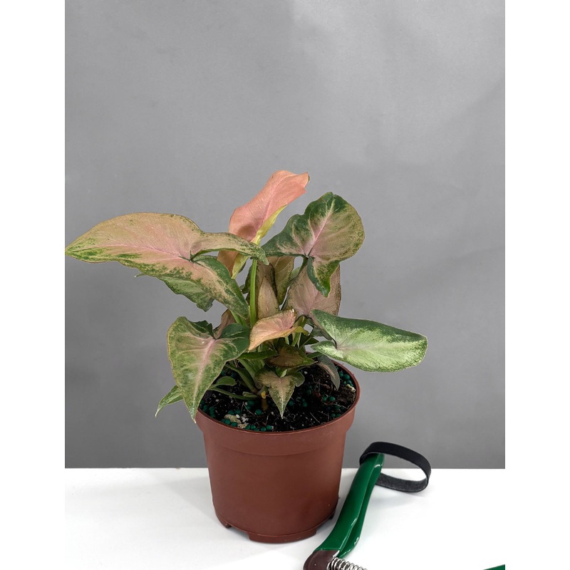 Syngonium SP|3.5″ Pot