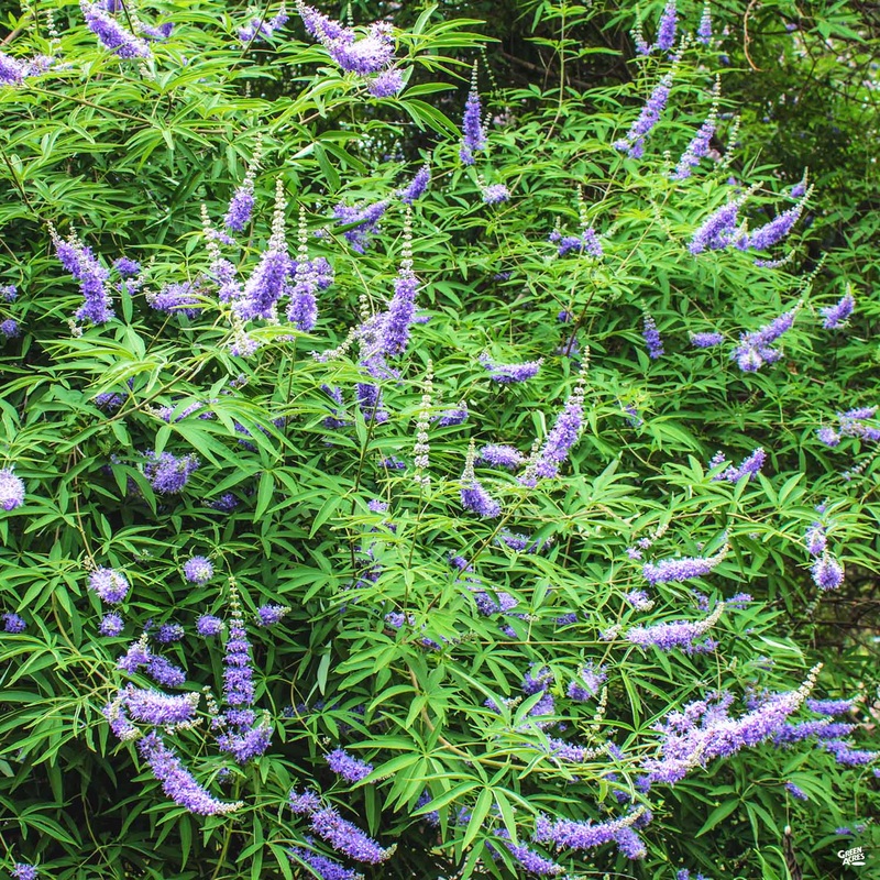 Texas Lilac ‘Montrose Purple’|3 gal [v::tx]