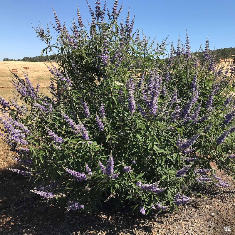 Texas Lilac Multi-Trunk|15 gal [v::tx]
