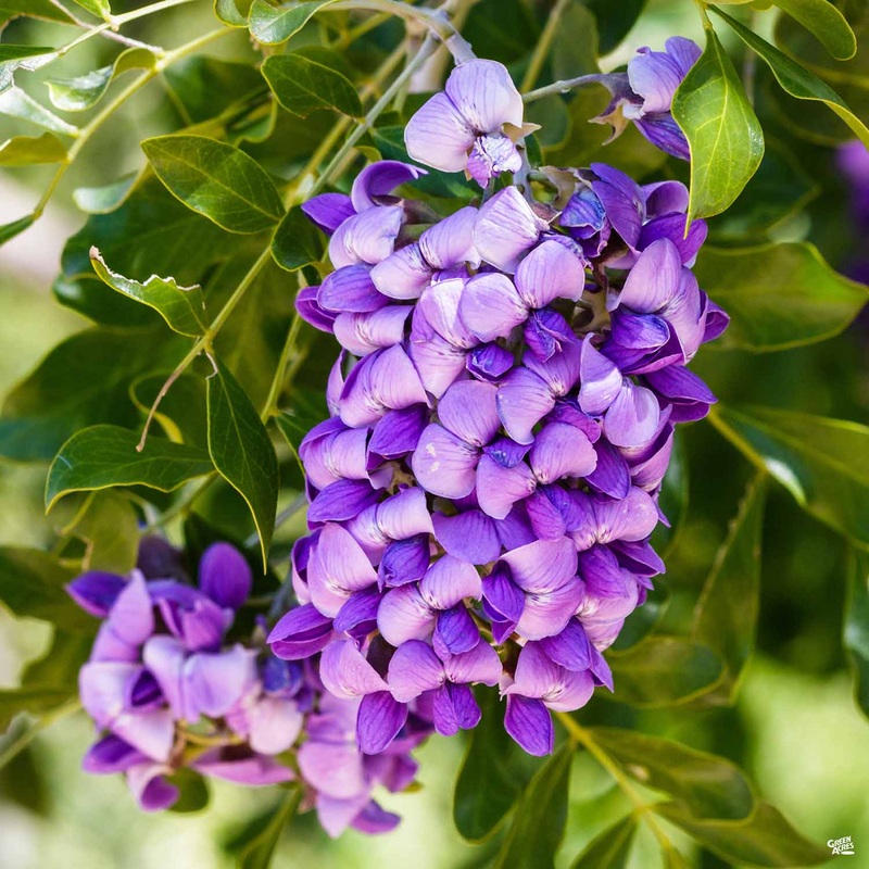 Texas Mountain Laurel|7 gal [v::tx]