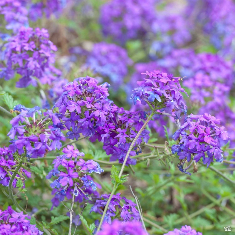 Verbena ‘Homestead’|1 gal|1 gal [v::tx]