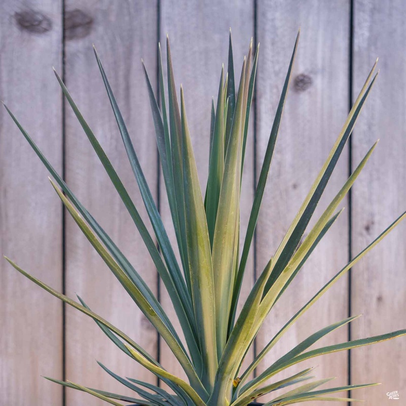 Yucca ‘Blue Boy’|2 gal [v::tx]