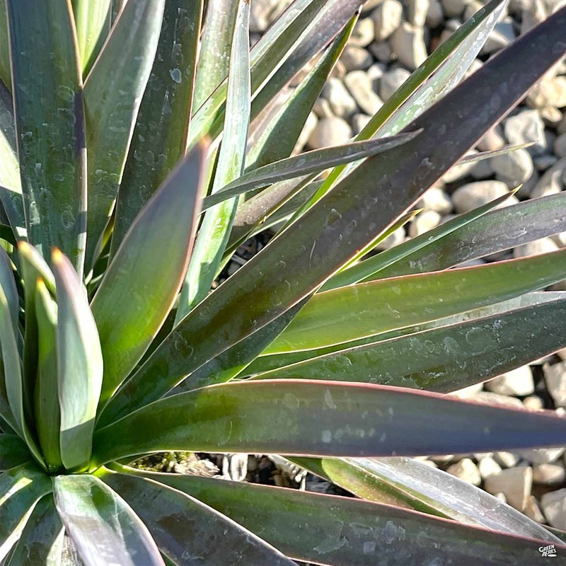 Yucca ‘Magenta Magic’|2 gal [v::tx]