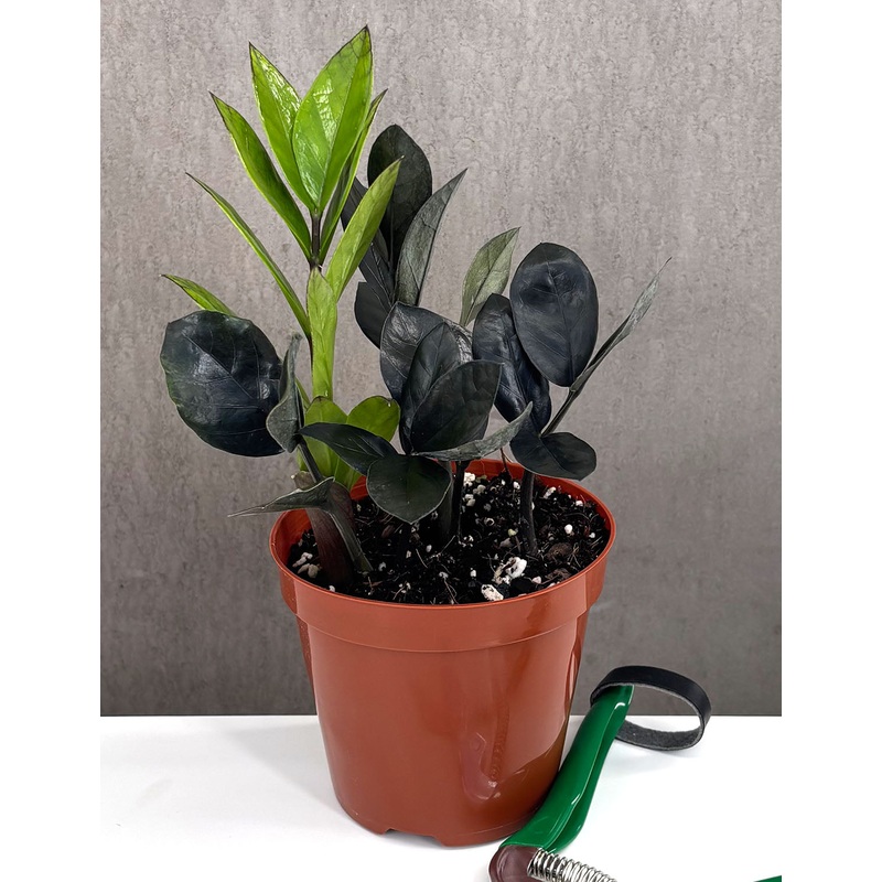 ZZ Plant Oscura|4″ Pot