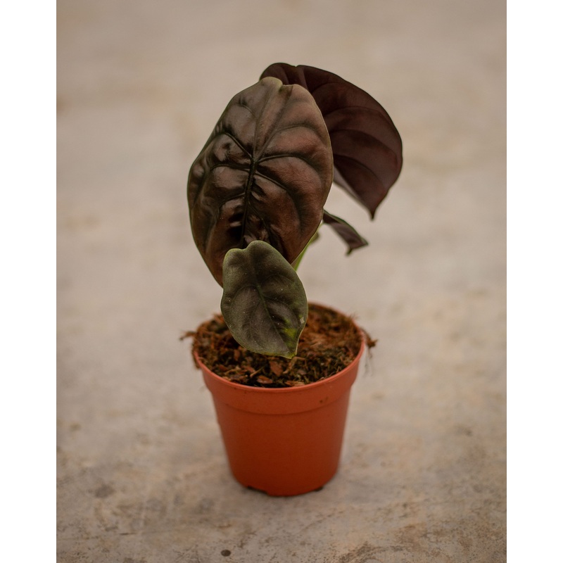 Alocasia ‘Red Secret’