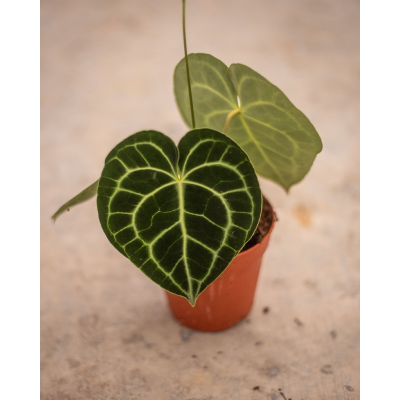 Anthurium clarinervum|12 cm -medium