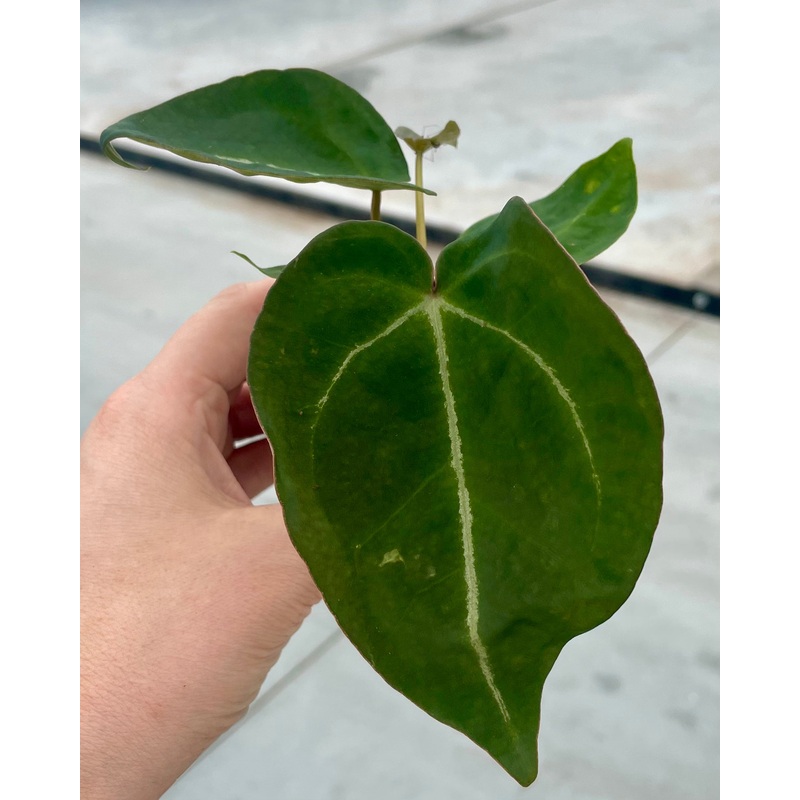 Anthurium Forgetti|12 cm -medium