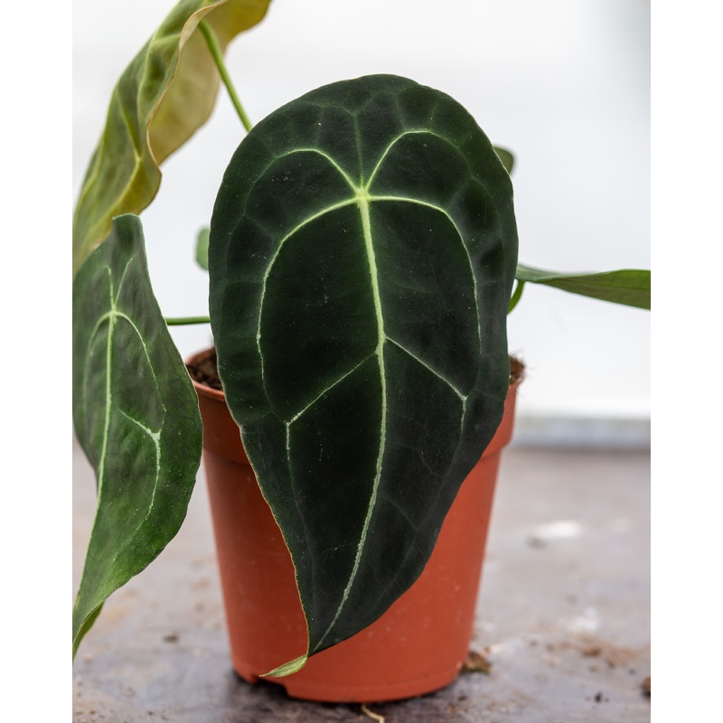 Anthurium Forgetti x Nigrolaminum  Pot Size 12 cm