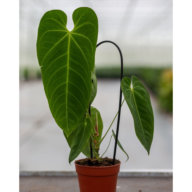 Anthurium queremalense