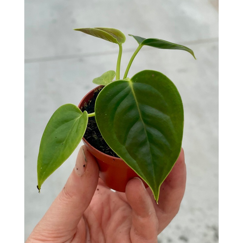 Anthurium veitchii|6 cm – small|12 cm – medium