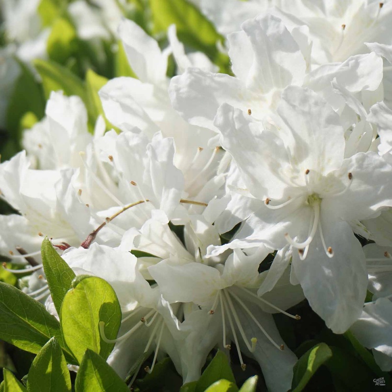 Azalea ‘G.G. Gerbing’|3 gal [v::tx]