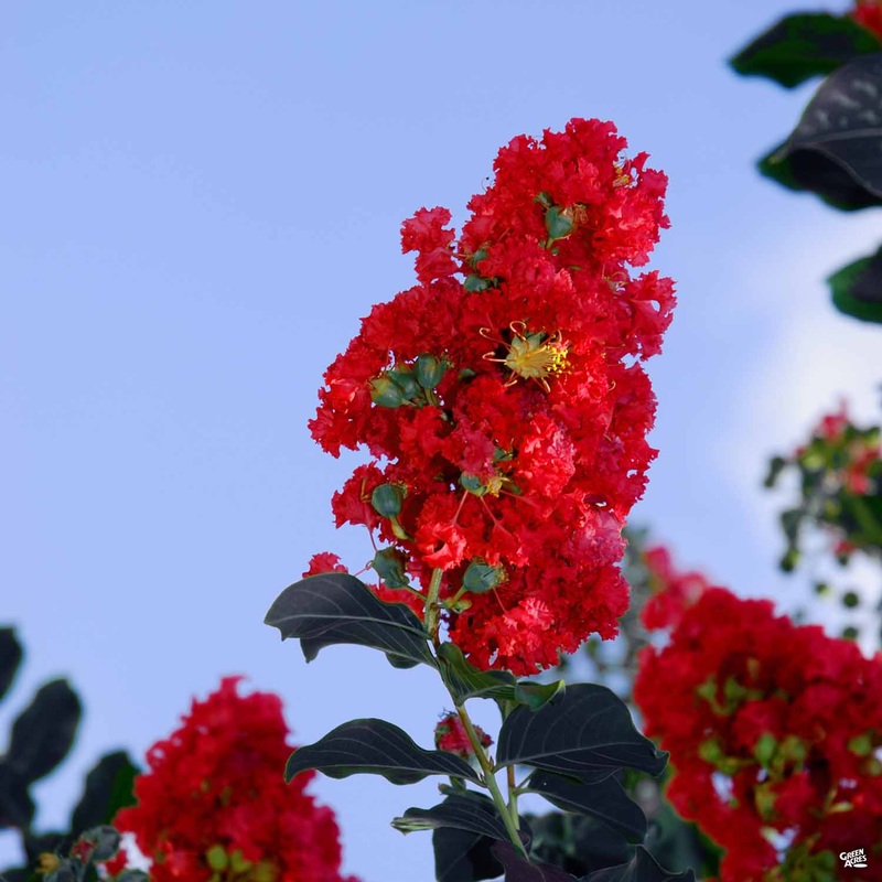 Crape Myrtle ‘Black Diamond Series’