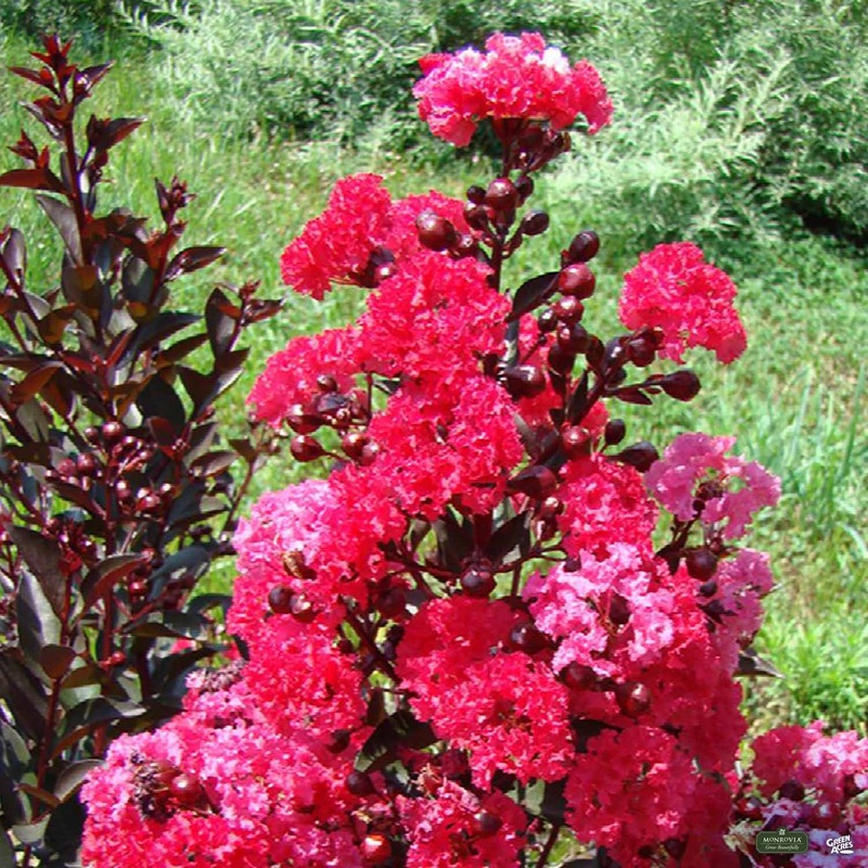 Double Dynamite Crape Myrtle Patio Tree