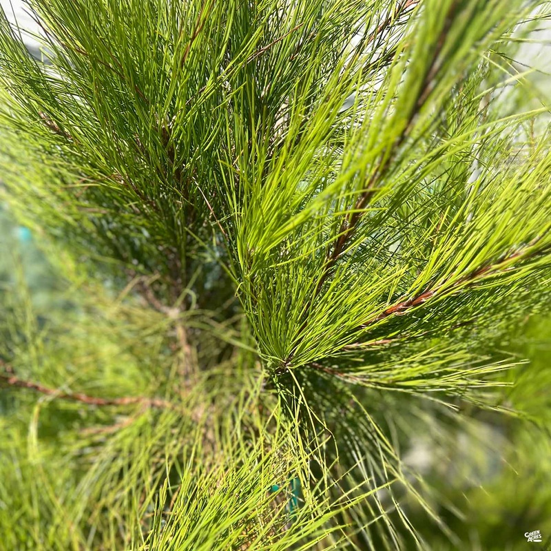 Loblolly Pine|15 gal [v::tx]