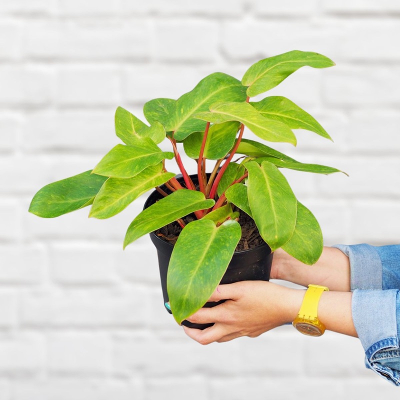 Painted Lady Philodendron|in 20cm Nursery Pot