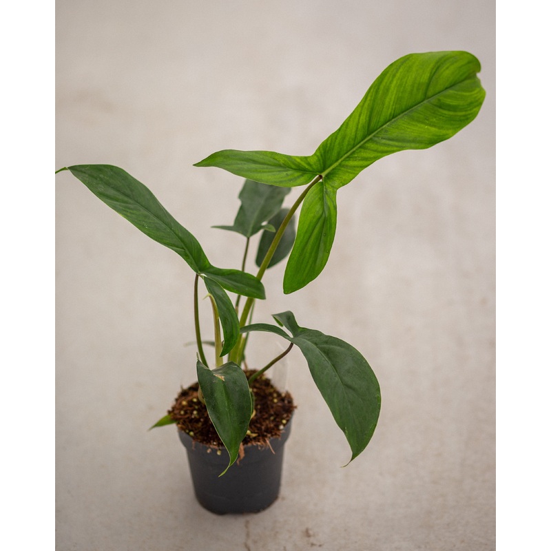 Philodendron ‘69686’ – pot size 12 cm