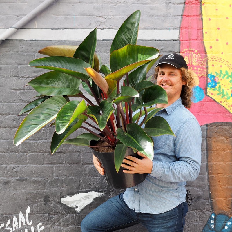 Philodendron – Congo Rojo – Large