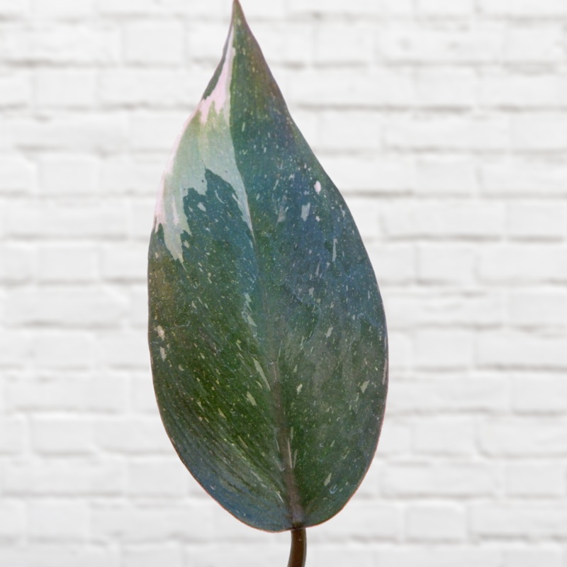 Philodendron – Pink Princess|14cm  Nursery Pot