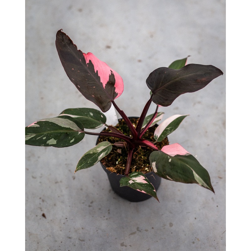 Philodendron Pink Princess  pot 12 cm