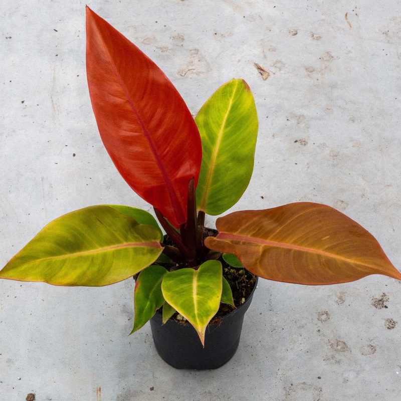 Philodendron ‘Prince of Orange’  pot 12 cm