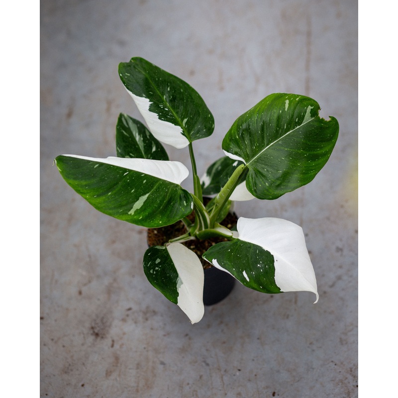 Philodendron White Princess  pot 12 cm