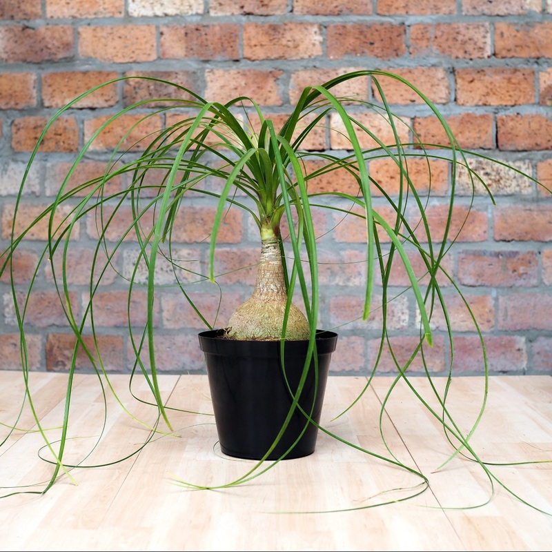 Ponytail Palm|20cm Nursery Pot