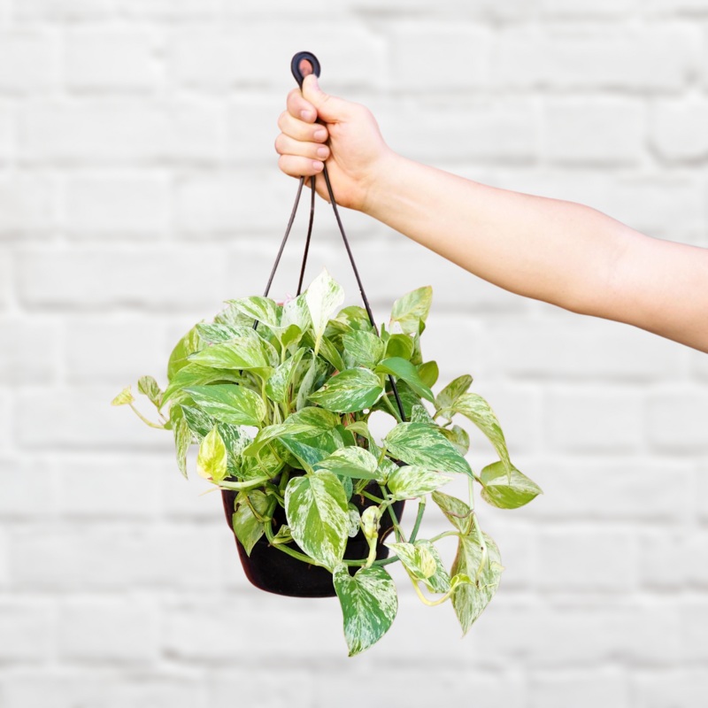 Pothos – Marble Queen – LARGE|20cm Hanging Basket|25cm Hanging Basket (XL)