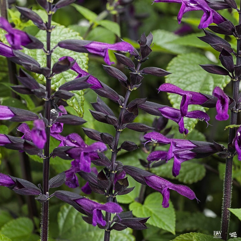 Rockin’ Deep Purple Sage|1 gal [v::tx]