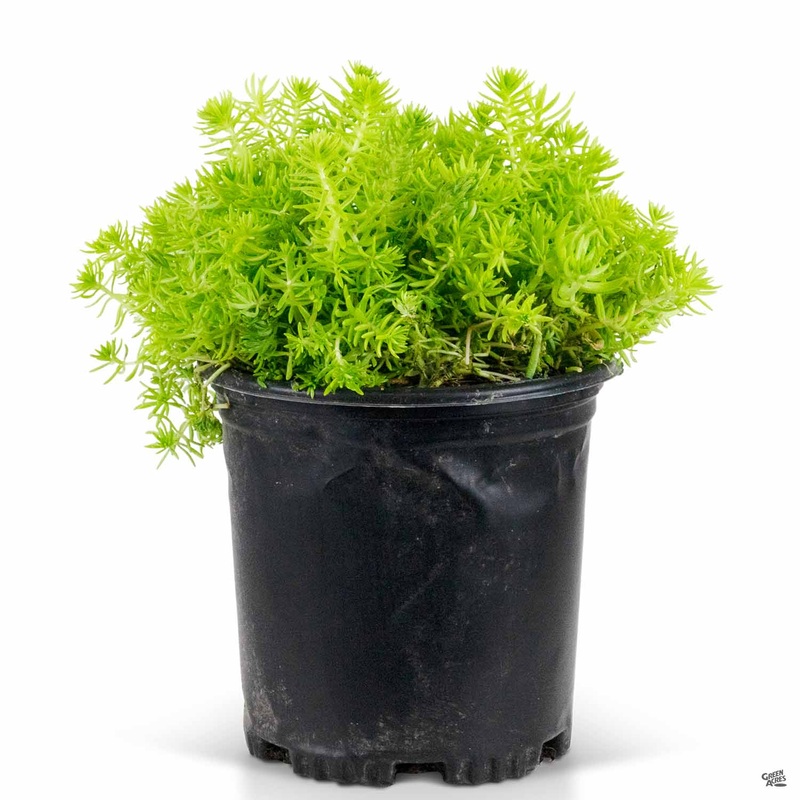 Sedum ‘Lemon Ball’|1 gal [v::tx]