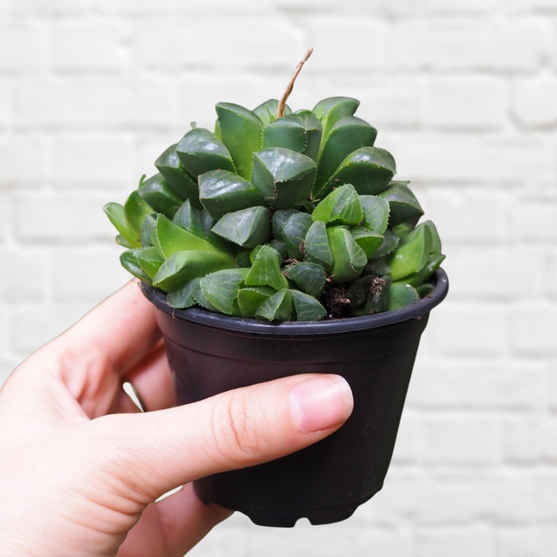 Star Window Haworthia|10cm Nursery Pot