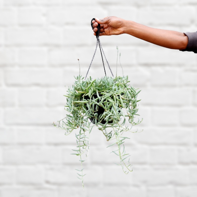 String of Fishhooks|20cm Hanging Pot