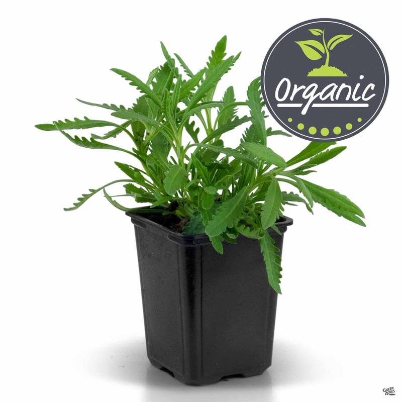 Sweet Lavender, Organic|4″