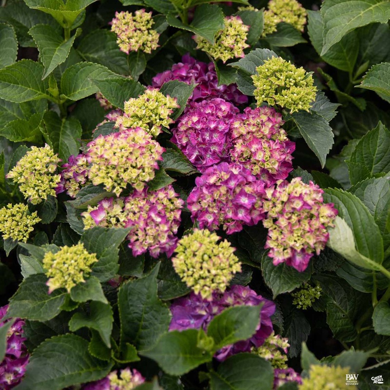 Wee Bit Giddy Bigleaf Hydrangea